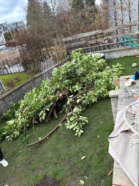 Large fallen tree with green foliage on residential backyard lawn with fencing and deck furniture visible